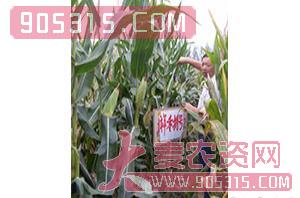 祥禾捌号-玉米种子-红旗种业农资招商产品