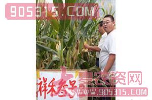 祥禾叁号-玉米种子-红旗种业