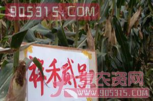 祥禾贰号-玉米种子-红旗种业