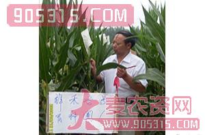 祥禾壹号-玉米种子-红旗种业