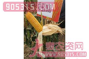 祥玉2008-玉米种子-红旗种业农资招商产品
