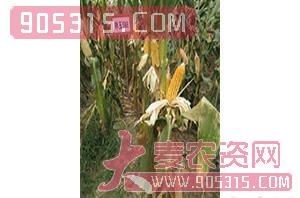 祥玉588-玉米种子-红旗种业
