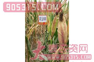 祥玉688-玉米种子-红旗种业农资招商产品
