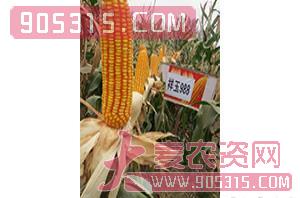 祥玉988-玉米种子-红旗种业农资招商产品