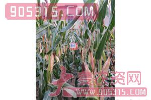 鹰丰6号-玉米种子-红旗种业农资招商产品