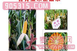 祥创588-玉米种子-红旗种业农资招商产品