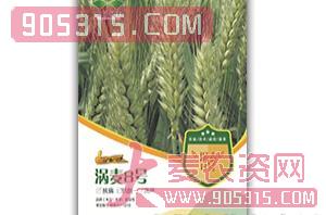 涡麦8号-小麦种子-中涡同丰农资招商产品