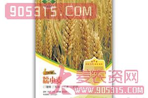安农1019-糯小麦种子-中涡同丰