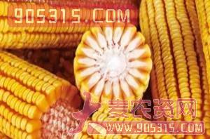 机玉7号-玉米-亿佳和农资招商产品