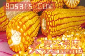 伟科966-玉米-亿佳和农资招商产品