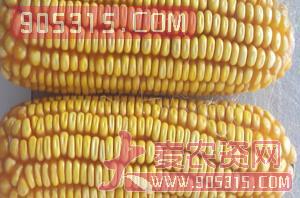 机玉88-玉米-亿佳和农资招商产品