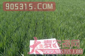 机麦210-小麦-亿佳和农资招商产品