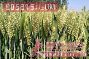 机麦211-小麦-亿佳和农资招商产品