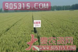 山农机麦2号-小麦-亿佳和农资招商产品