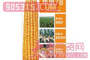 玉米种子-华良78-同路农业农资招商产品