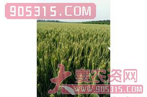 小麦种子-西农668-辉耀盈门