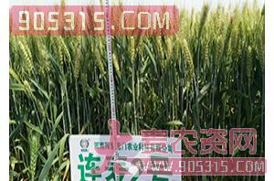 小麦种子-连麦2号-辉耀盈门