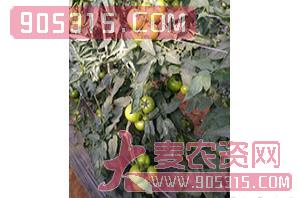 番茄种子-春秋霸王-满天红日农资招商产品