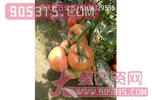 番茄种子-京钦盛世-满天红日农资招商产品