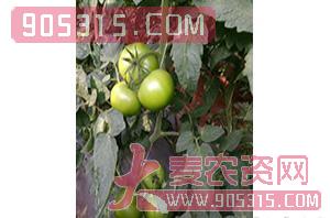 番茄种子-新春秋状元-满天红日农资招商产品