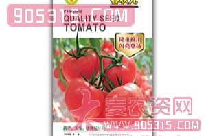 西红柿种子-春状元-满天红日