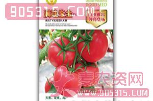 西红柿种子-满地生金-满天红日农资招商产品
