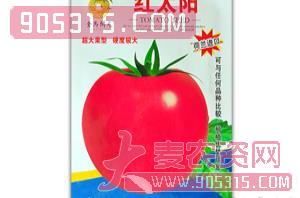 西红柿种子-红太阳-满天红日农资招商产品