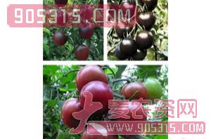 西红柿种子-黑珍珠-满天红日