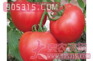 西红柿种子-宾利王-满天红日