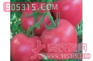 西红柿种子-金光闪闪-满天红日农资招商产品