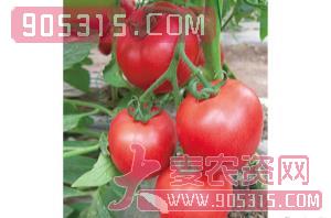 西红柿种子-金赤果-满天红日