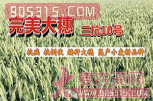 小麦种子-三抗10号-朝晖种业农资招商产品