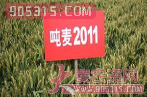 小麦种子-吨麦2011-朝晖种业农资招商产品