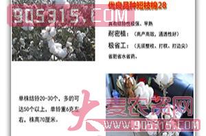 棉花种子-短枝棉28-朝晖种业农资招商产品