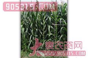 青贮玉米种子-青贮1号-朝晖种业