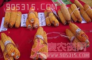 玉米种子-天塔5号-朝晖种业农资招商产品