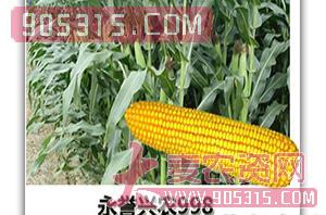 玉米种子-永誉兴农998-朝晖种业