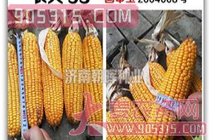 玉米种子-农大95-朝晖种业农资招商产品