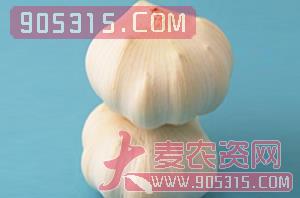 大蒜种子-华农2号-朝晖种业
