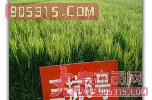 三抗六号小麦种-朝辉种业农资招商产品