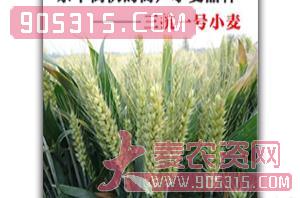 三抗一号小麦种-朝辉种业农资招商产品