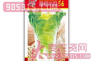 大白菜种子-超级小杂56-春之润农资招商产品