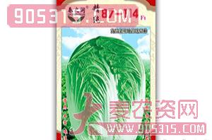 大白菜种子-87-114F1-春之润农资招商产品