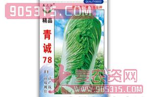 大白菜种子-青诚78F1-春之润-青诚种业农资招商产品