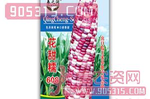 甜糯玉米种-花甜糯608F1-春之润农资招商产品