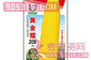 甜糯玉米种-黄金糯208F1-春之润农资招商产品
