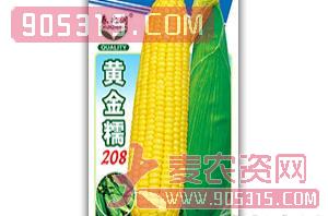 甜糯玉米种-黄金糯208-春之润