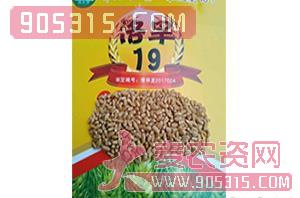 小麦种子-洛旱19-麦格润特农资招商产品