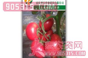 粉果番茄种子-荷兰218（扁圆）-旭日农业