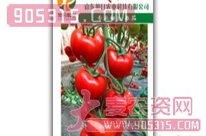 红果番茄种子-Q5-旭日农业农资招商产品